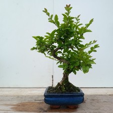 Chinese Privet (Ligustrum