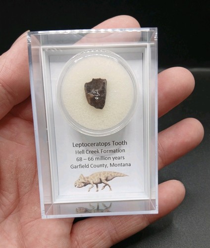 Fossil dinosaur tooth - fossil,