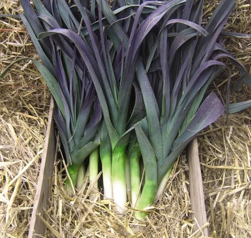 Thompson morgan vegetable - thompson,