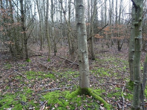 Photo 6x4 site the - photo,