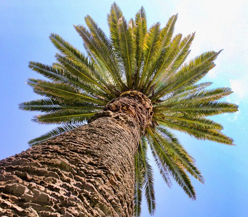 Phoenix canariensis 40cm - phoenix, 20-40cm