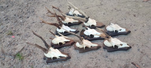 Roebucks antlers trophy - roebucks,