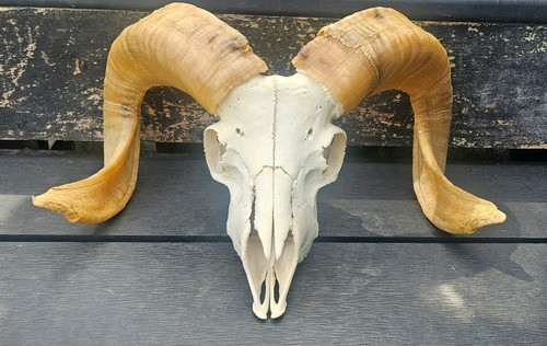Ramskull taxidermy art - taxidermy,