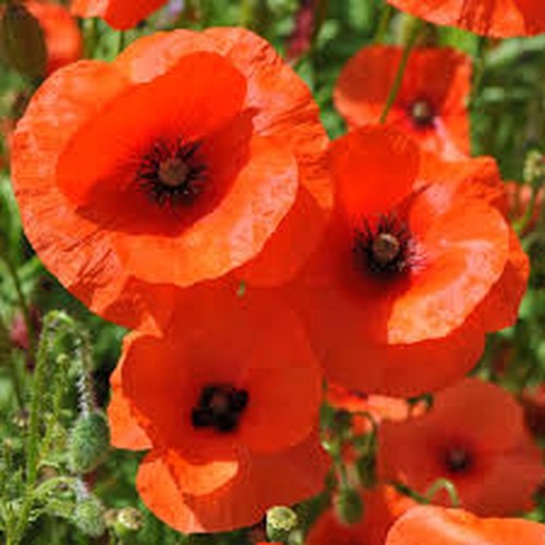 Poppy common field - poppy, herb