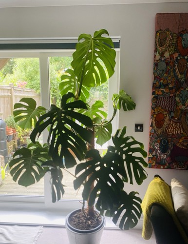 Monster monstera deliciosa - a,
