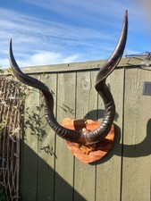 Antique Taxidermy Horns Skull Antlers antelope African kudu