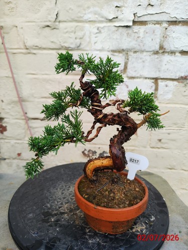 Mini chinese juniper seedlings - mini,
