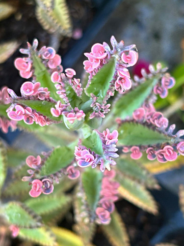 10x mother thousands - 10x, "pink