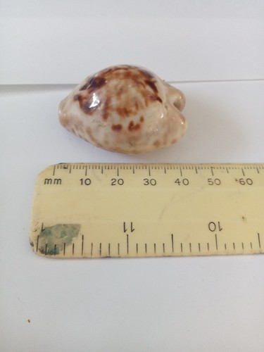 Cypraes teuleri cowrie oman - ,
