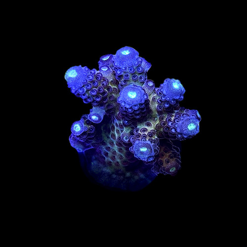 Aquacultured juicy grape - aquacultured,
