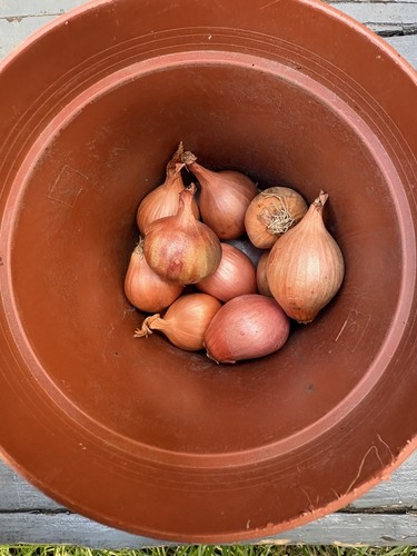 Large round shallots onion - large,