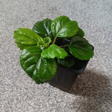 Swedish ivy potted plant - swedish,