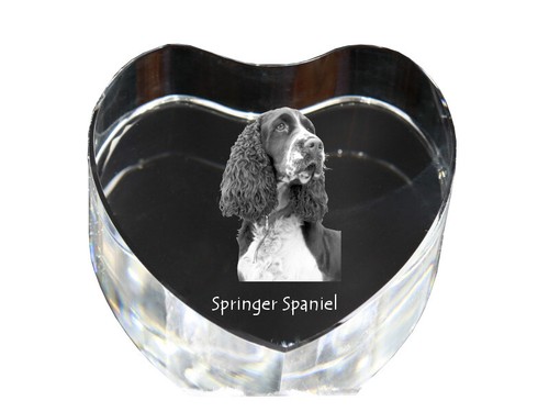 English springer spaniel - english,