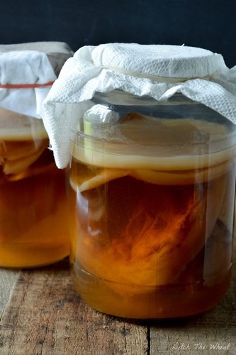 Organic kombucha scoby - scoby, for
