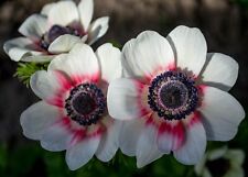 10 x Anemone De Caen BICOLOR