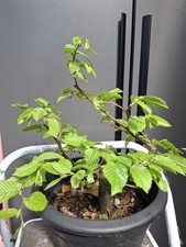 Chunky hornbeam bonsai tree - chunky,