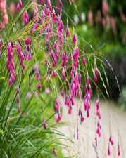 Potted litre dierama - litre,