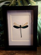 Real Insect Butterfly Frame