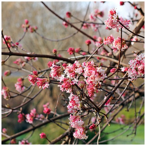 Viburnum bodnantense dawn - bodnantense, 'dawn'