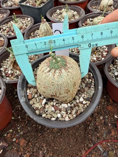Raresucculent plant adenia - raresucculent,