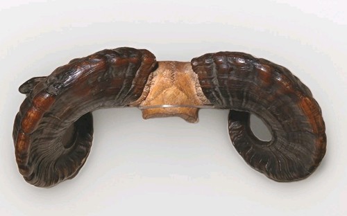 Antique taxidermy ram horns - taxidermy, ram's