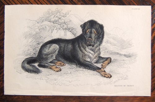 Mastiff dog antique print - dog, ~~
