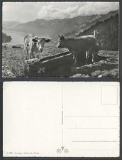 Switzerland Swiss Cattle Cow Trough, Lake River Mountain Old Real Photo Postcard