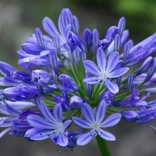 Agapanthus 'Brilliant Blue'