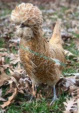 12+ Polish Chicken Hatching
