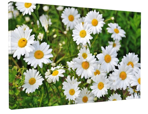 Stunning white daisy flowers - white,