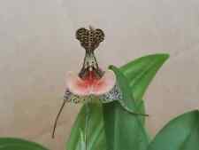 Rare Dracula chestertonii orchid plant FS / Monkey face orchid  not in bloom