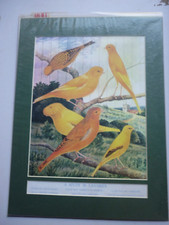 Study canaries canary - "a,