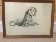 Ralph Thompson. Tiger Cub Learning To Walk Thinking It Out. Limited Edition 