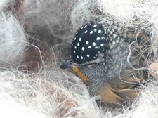 Alpaca Bird Nesting Fleece