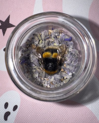 Bumblebee taxidermy curiosity - bumblebee,