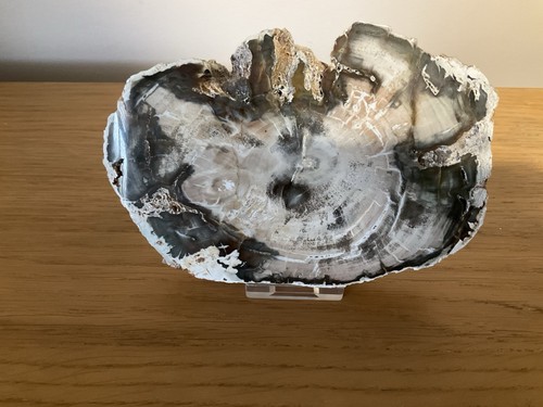 Fossil wood mid triassic - wood,