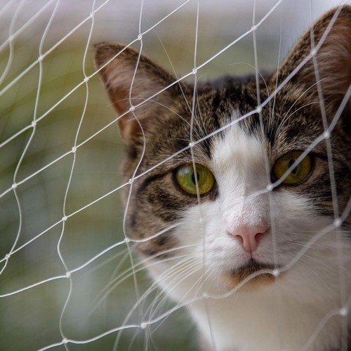Cat safety net - cat,