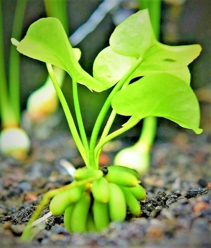 Nymphoides aquatica banana - nymphoides,