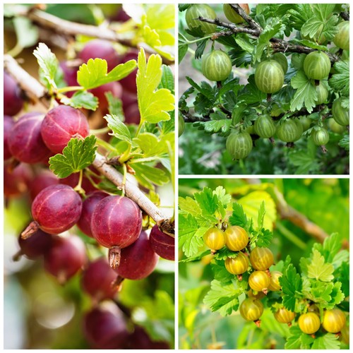 Mixed gooseberry plants - gooseberry,
