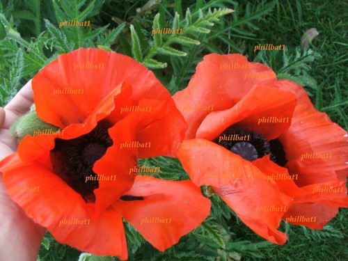 Red poppy papaver hardy - red,