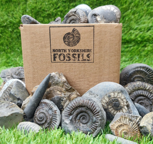 Children fossil box - fossil,
