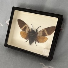 Vintage Taxidermy Winged Giant Beetle Bug Brown Wing Cicada Angamiana Floridula