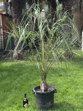 Beautiful Rare Butia