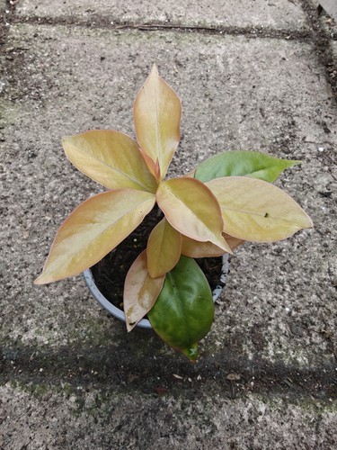Pereskia aculeata