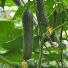 6X Cucumber Plug Plants -