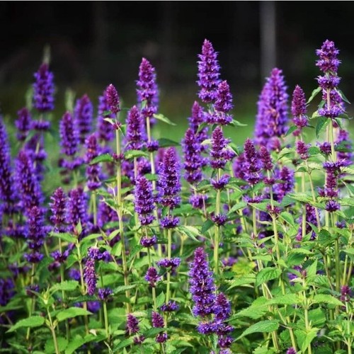 Agastache hyssop plug - agastache,, hyssop,