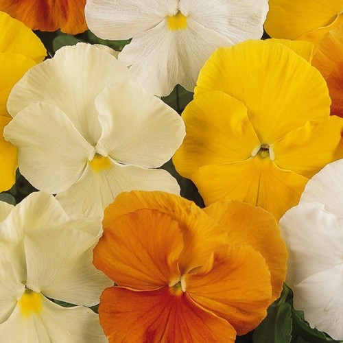 Pansy mini plug - , plants