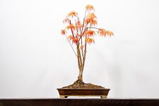 SALE ! Katsura Japanese Maple Bonsai - Ember brown 23cm Dish  ZT1425
