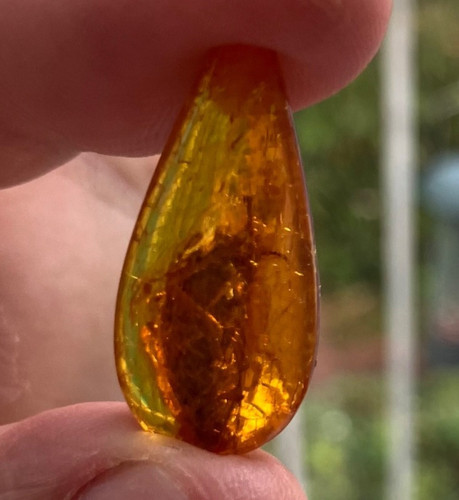 Amber with cockroach type - amber,