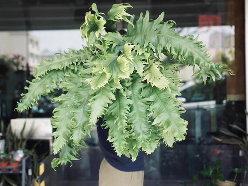 Microsorum dragon wing - ‘dragon, wing’